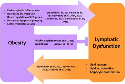 Regulation of Lymphatic Function in Obesity